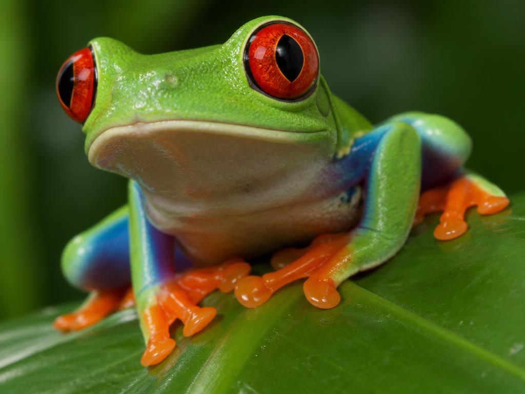 Animals that live there